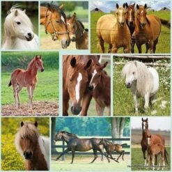 1000 Piece Jigsaw - Horses -Outdoor Clothing Store 1000 piece jigsaw horses 4 80478 p