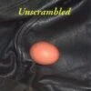 Dressage Unscrambled - Bill Woods -Outdoor Clothing Store dressage unscrambled bill woods 101464 p