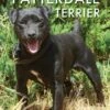 The Patterdale Terrier- Sean Frain 1 The Patterdale Terrier- Sean Frain -Outdoor Clothing Store the patterdale terrier sean frain 101313 p
