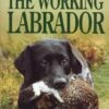 The Working Labrador - David Hudson 2 The Working Labrador - David Hudson -Outdoor Clothing Store the working labrador david hudson 101410 p