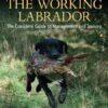 Training The Working Labrador - Jeremy Hunt -Outdoor Clothing Store training the working labrador jeremy hunt 101406 p